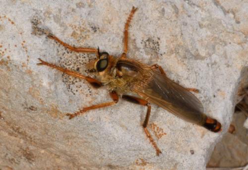 Réf. 256 141 : Stenopogon sp.